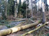 The Storm Arwen review set out 15 recommendations for the Scottish Government and its partners.