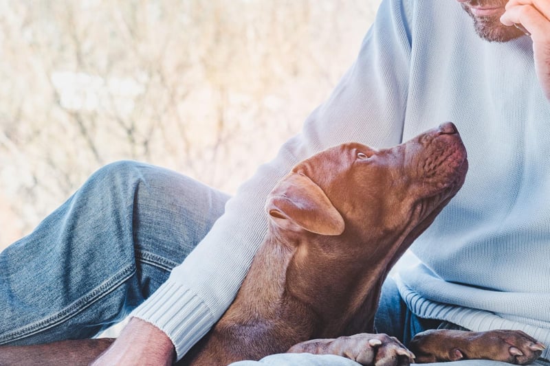Any Labrador owner who has found their dog waiting patiently for them outside the bathroom will be able to tell you how much this breed loves their human. The negative part of this is that the world's most popular dog is also one of the most likely to suffer from separation anxiety.