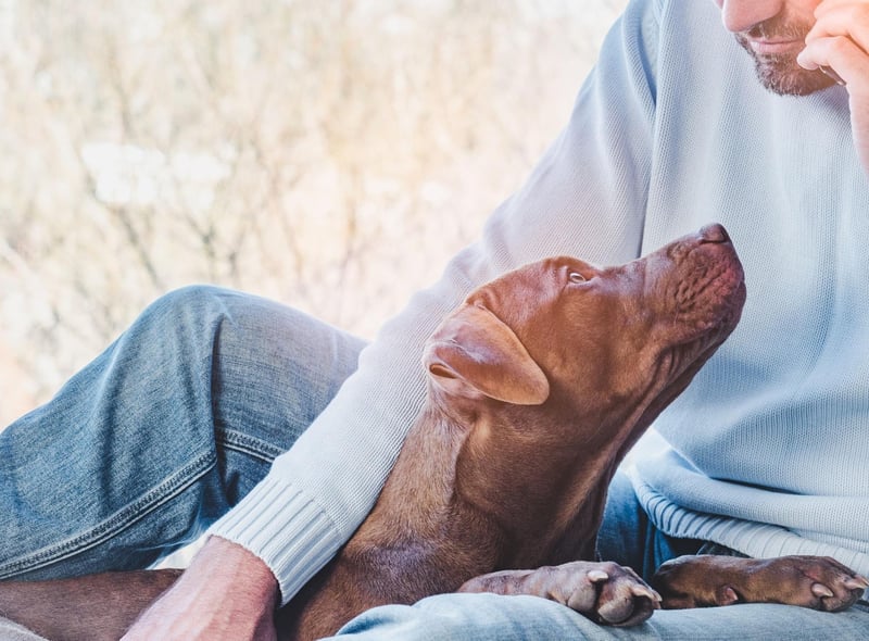 Any Labrador owner who has found their dog waiting patiently for them outside the bathroom will be able to tell you how much this breed loves their human. The negative part of this is that the world's most popular dog is also one of the most likely to suffer from separation anxiety.