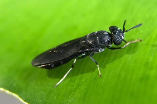 An adult black soldier fly, the larvae of which are used in Protenga’s process. Picture: Protenga.