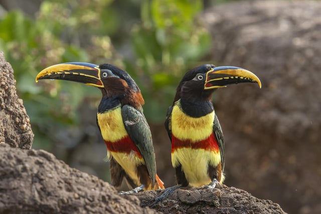 Toucans pose beautifully on the Trans Pantaneira in Brazil.