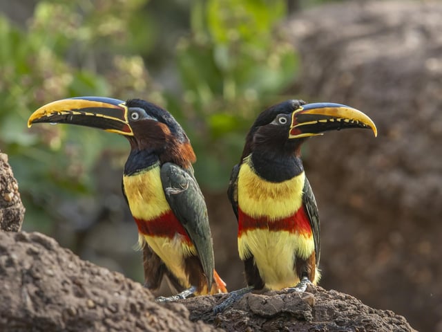 Toucans pose beautifully on the Trans Pantaneira in Brazil.