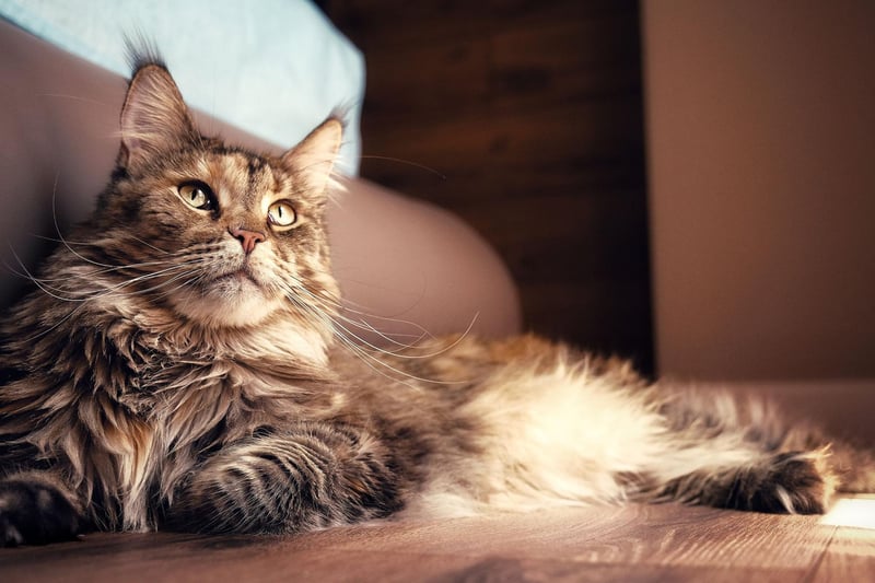 Tough, chunky and instantly recognisable, the Maine Coon breed can occasionally have generic health conditions, although they are generally a healthy breed that can live up to 15 years.