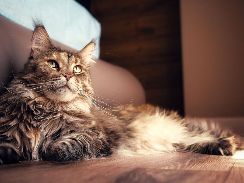 Tough, chunky and instantly recognisable, the Maine Coon breed can occasionally have generic health conditions, although they are generally a healthy breed that can live up to 15 years.