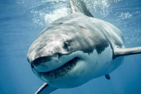 An eight-year-old British boy has suffered a shark attack while on holiday in the Bahamas, in what his father described as “like a scene out of Jaws”.