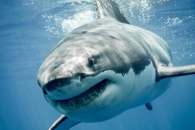 An eight-year-old British boy has suffered a shark attack while on holiday in the Bahamas, in what his father described as “like a scene out of Jaws”.