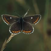 The northern brown argus has been found in Stirlingshire after an absence of 100 years, sparking hopes it will thrive in the region in the future. Picture: Jim Asher