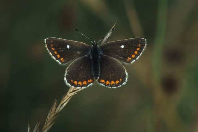 The northern brown argus has been found in Stirlingshire after an absence of 100 years, sparking hopes it will thrive in the region in the future. Picture: Jim Asher