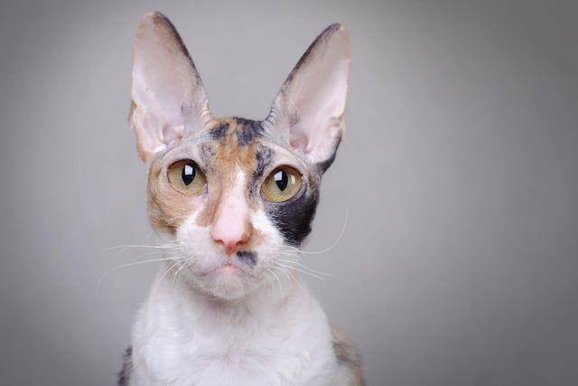 This distinctive cat breed is one of the friendliest breeds around - and has even been compared to a dog! A Devon Rex's long toes enable them to explore their curiosity by opening doors and cupboards. Sneeky.