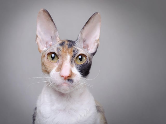 This distinctive cat breed is one of the friendliest breeds around - and has even been compared to a dog! A Devon Rex's long toes enable them to explore their curiosity by opening doors and cupboards. Sneeky.