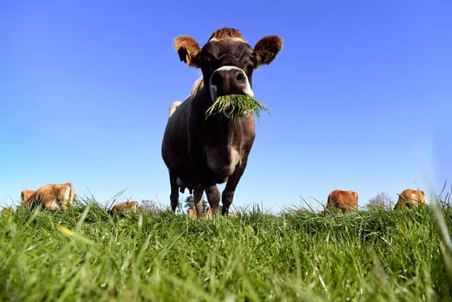 Meat made in a lab is expected to become a mainstream alternative to meat from slaughtered animals (Picture: William West/AFP via Getty Images)