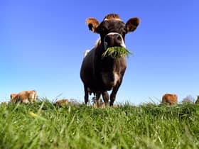 Meat made in a lab is expected to become a mainstream alternative to meat from slaughtered animals (Picture: William West/AFP via Getty Images)