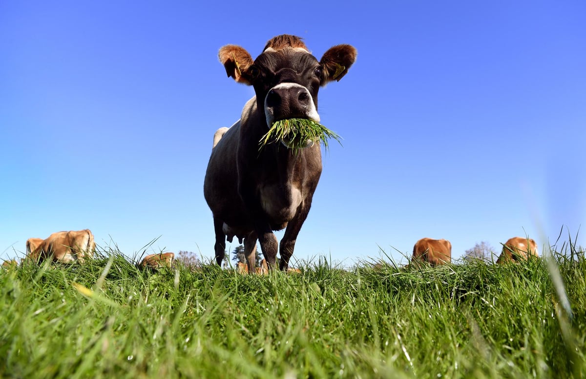 How cultivated meat made from stem cells in a lab could change the world – Philip Lymbery