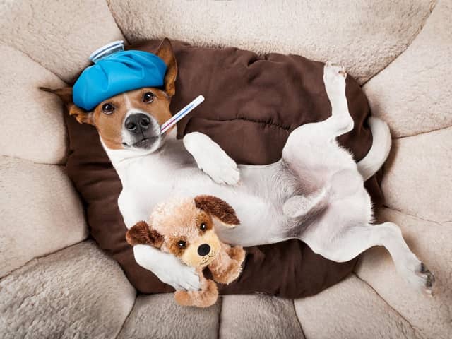 Would you know what to do if your dog suddenly fell seriously ill and needed CPR?