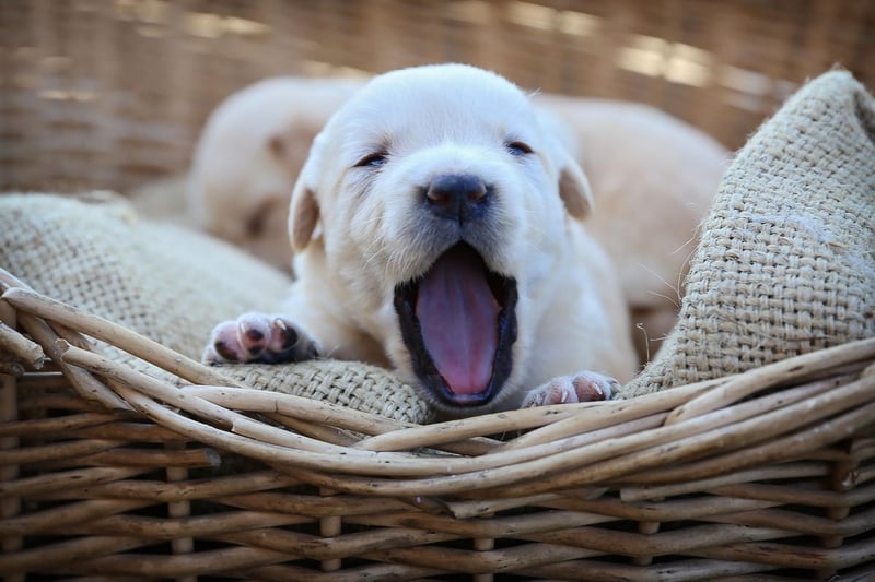 The most popular dog in the Britain is also a pretty good choice for a first time owner. The Labrador Retriever has the perfect combination of brains, beauty and friendliness. It should be noted though that they need regular exercise and don't like being left alone for long periods of time.