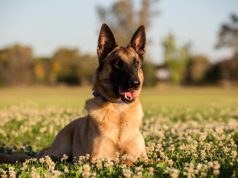 Particularly popular in continental Europe, the Belgian Malinois has bags of energy and stamina for even the longest search. Their sense of smell is so good they can even be trained to sniff out cancer and other illnesses.