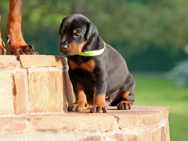The Dobermann, or Doberman Pinscher, is the fifth smartest breed of dog. They have a particular talent for gauging perceived threats, which makes them a great guard dog.