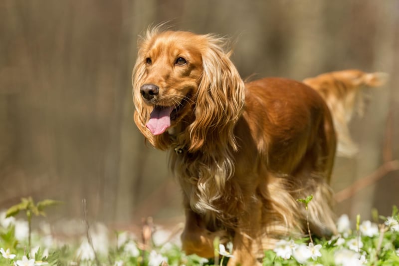 Spaniels are the third group of dogs bred to gently collect the bodies of birds. The Cocker Spaniel is one of the most popular and, as well as being known for their soft mouths, they are known for producing one of the most varied numbers of puppies in a litter.