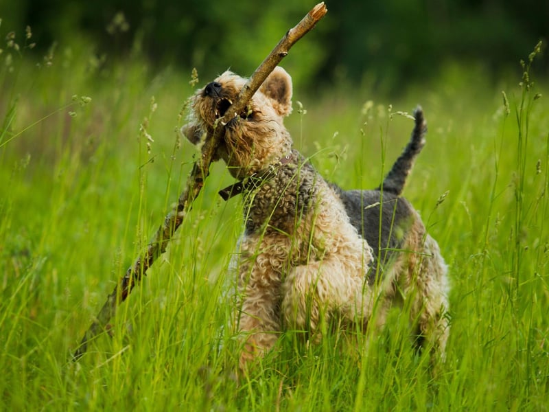 The perfect home for an active Airedale Terrier has constant access to a large outdoor space to allow the dog to range freely. This is not a canine suited to urban living.