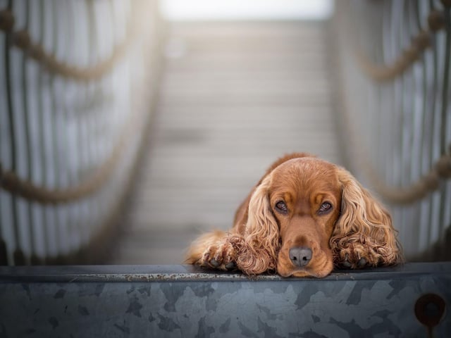 Lively Cocker Spaniels tend to have aroundd £1,424.16 spent on them every year.