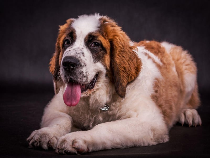Saint Bernards are real gentle giants that sometimes don't know their own strength. The American Kennel Club recommends a strict training regime to prevent them from accidentally knocking people over.