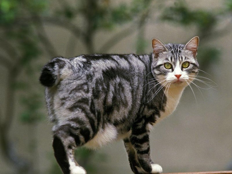 This sweet yet active breed works well with dogs due to their ability to adapt very quickly to new routines - such as a new pet in the household - with the correct introduction.
