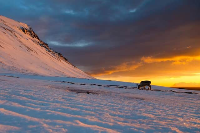 Reindeer have some unusual traits, including eyes that turn from golden-orange in summer to deep blue in winter and a strong preference for a particular species of lichen which is essential for their survival in cold, snowy conditions. Picture: Espen Bergersen