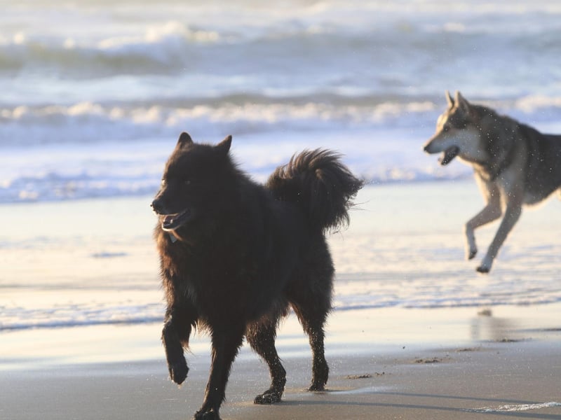 The Swedish Lapphund is descended from the type of dog used by the Sami people to guard and herd their reindeer. With little need for reindeer herding in the UK, it's perhaps not surprising that the breed hasn't had a single registration in the last five years.