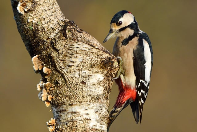 The Great Spotted Woodpecker is one of Scotland's most striking birds, but often the only way you know they are around is by the 'rat-a-tat-tat' noise they make as they drill away at tree trunks in search of food. In November, with most trees empty of leaves, you have a better chance of tracking them down, free from foliage blocking sightlines.