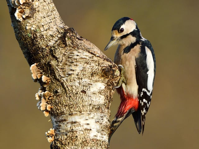 The Great Spotted Woodpecker is one of Scotland's most striking birds, but often the only way you know they are around is by the 'rat-a-tat-tat' noise they make as they drill away at tree trunks in search of food. In November, with most trees empty of leaves, you have a better chance of tracking them down, free from foliage blocking sightlines.