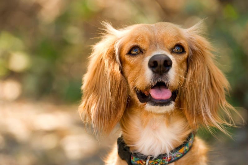 Costing an average of £1,331, a Cocker Spaniel makes a profitable target for dognappers.