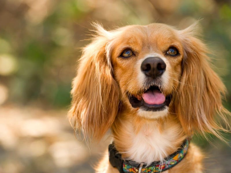 Costing an average of £1,331, a Cocker Spaniel makes a profitable target for dognappers.