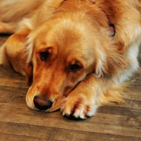 Just like humans, dogs can struggle with their mental health.