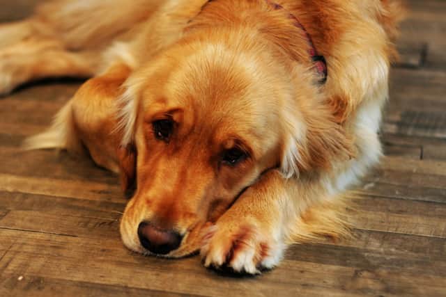 Just like humans, dogs can struggle with their mental health.