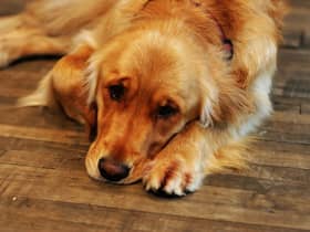 Just like humans, dogs can struggle with their mental health.
