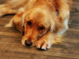 Just like humans, dogs can struggle with their mental health.