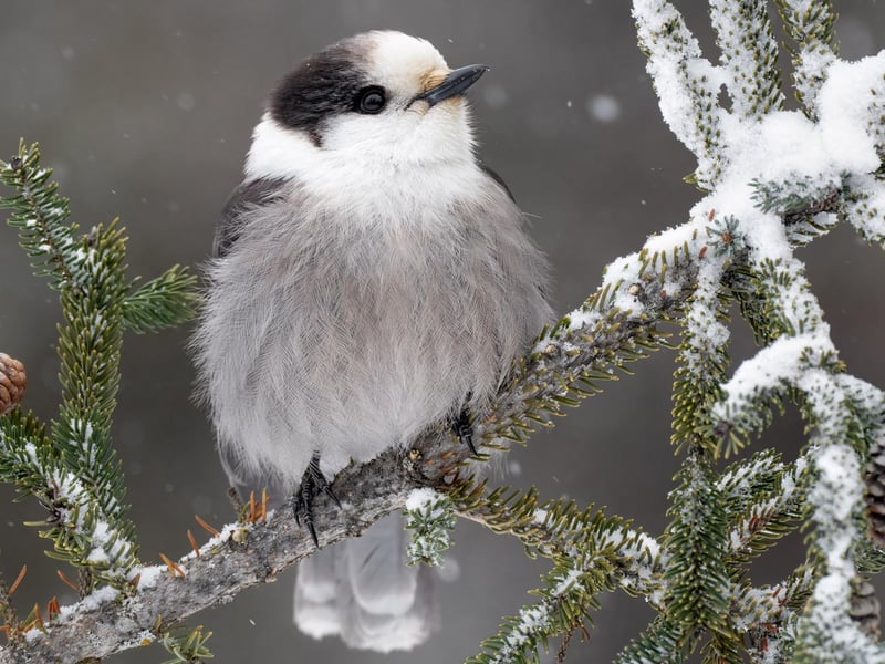 Canada Jay Perisoreus canadensis.
Adirondack Park, New York, United States.
Jake Levin, United States. Category: Best Portrait. BRONZE AWARD WINNER.
The best place to see Canada Jays for those living in Montreal is across the border in upstate New York. During my winter 2022 visit to Adirondack Park, I focused on capturing this species. This image shows a jay seemingly concerned that the snow is ramping up, and rightly so, as it made driving back home a challenge.
Sony A1 with Sony 600mm f/4 G lens and 1.4× teleconverter. 840mm; 1/500s; f/7.1; ISO 1,600