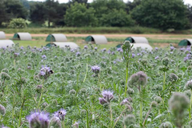 Pigs kept in a field full of wild flowers that attract large numbers of bees highlight the benefits of farming with nature (Picture: Philip J Lymbery)