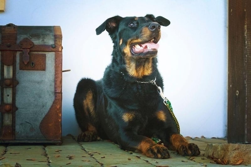 Also known as the Bas Rouge, on account of its red 'stockings', the Beauceron is a dog that was originally used to herd animals in Central France. It's now known as one of the world's finest guard dogs, with a particularly acute sense of hearing.