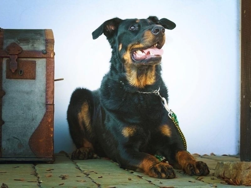 Also known as the Bas Rouge, on account of its red 'stockings', the Beauceron is a dog that was originally used to herd animals in Central France. It's now known as one of the world's finest guard dogs, with a particularly acute sense of hearing.