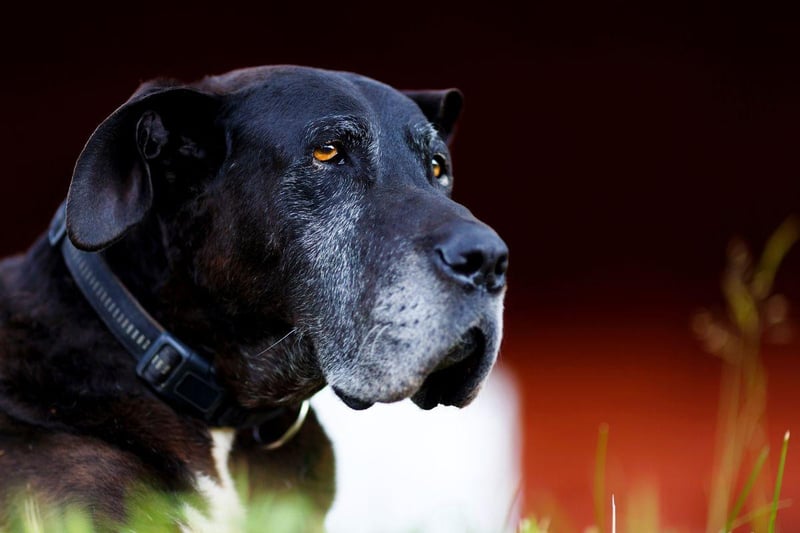 Likewise, if you notice your dog appears stiff, especially after lots of exercise, this could also be a sign of joint pain or arthritis. It’s always best to speak to your vet if you notice stiffness or limping in your pet so it can be investigated.