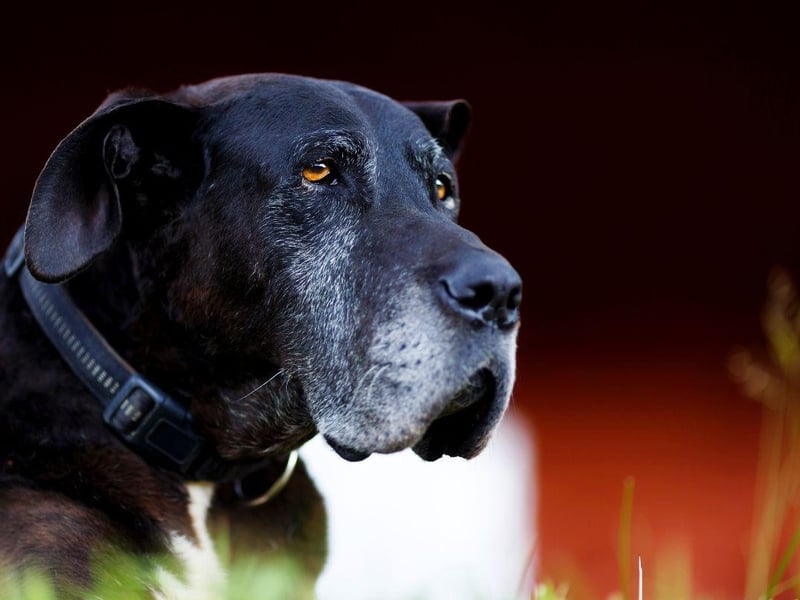 Likewise, if you notice your dog appears stiff, especially after lots of exercise, this could also be a sign of joint pain or arthritis. It’s always best to speak to your vet if you notice stiffness or limping in your pet so it can be investigated.