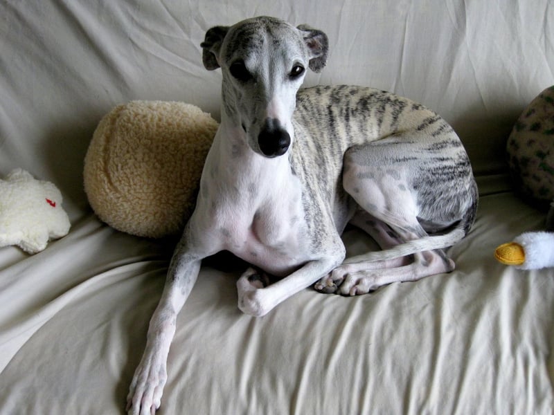 Studies into how aggressive certain breeds of dog are regularly find that the Whippet is one of the most passive pups - and one of the laziest. They need to be vigorously exercised once a day but otherwise will be unlikely to bother lifting their head off the couch, never mind attempting to bite somebody.