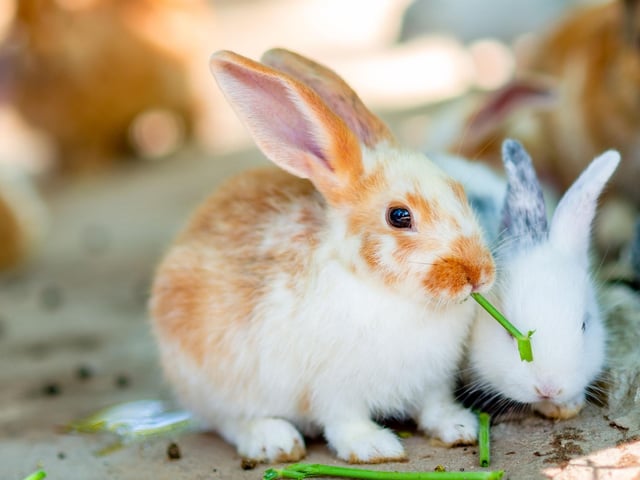 There's no shortage of rascally rabbits in the UK. They are the most popular small mammal by far, with 2.4 per cent of households having at least one.