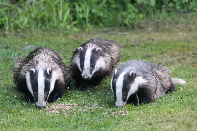 If you are lucky enough to live next to a badget sett then May is when the adorable cubs start to venture out for evening adventures. Flattened vegetation is one of the most commen signs that you have badger visitors to look out for.