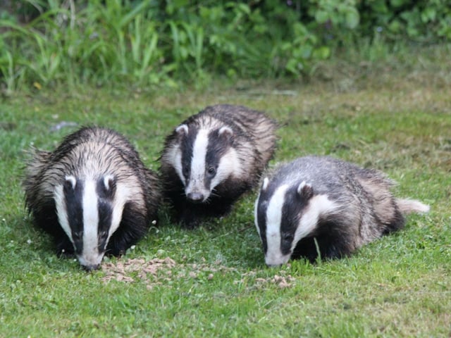 If you are lucky enough to live next to a badget sett then May is when the adorable cubs start to venture out for evening adventures. Flattened vegetation is one of the most commen signs that you have badger visitors to look out for.