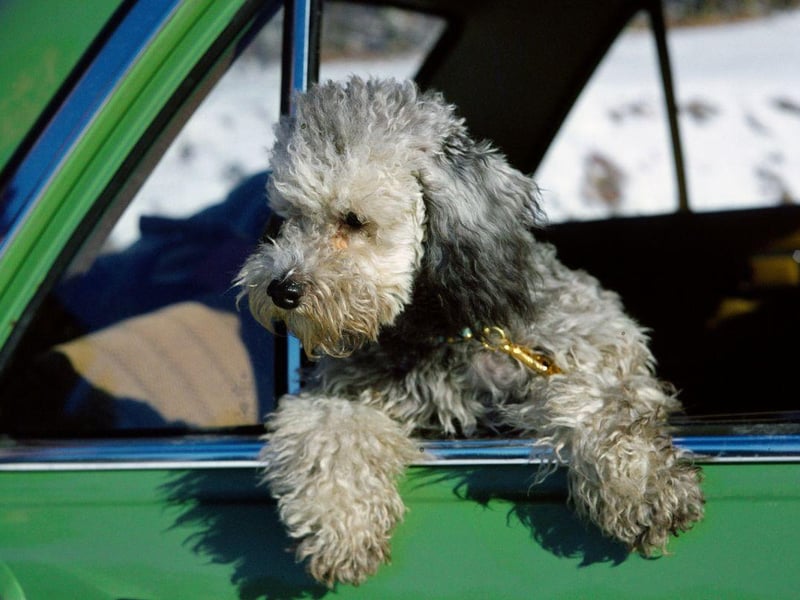 Depending on the size of your car there are three different sizes of Poodle to choose from - Standard, Miniature and Toy. All will enjoy hitting the road with you.