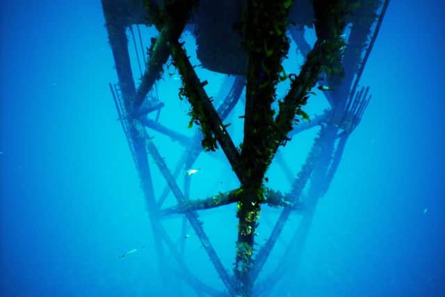Visitors to the North Sea 3D event can see for themselves how artificial reefs are being formed on subsea structures, affecting both the installations and the wider marine environment