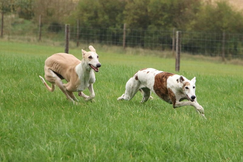 It probably comes as no surprise that the fastest breed of all is the Greyhound. They are born to run, although are surprisingly lazy the rest of the time, and have an incredible top speed of 45mph.