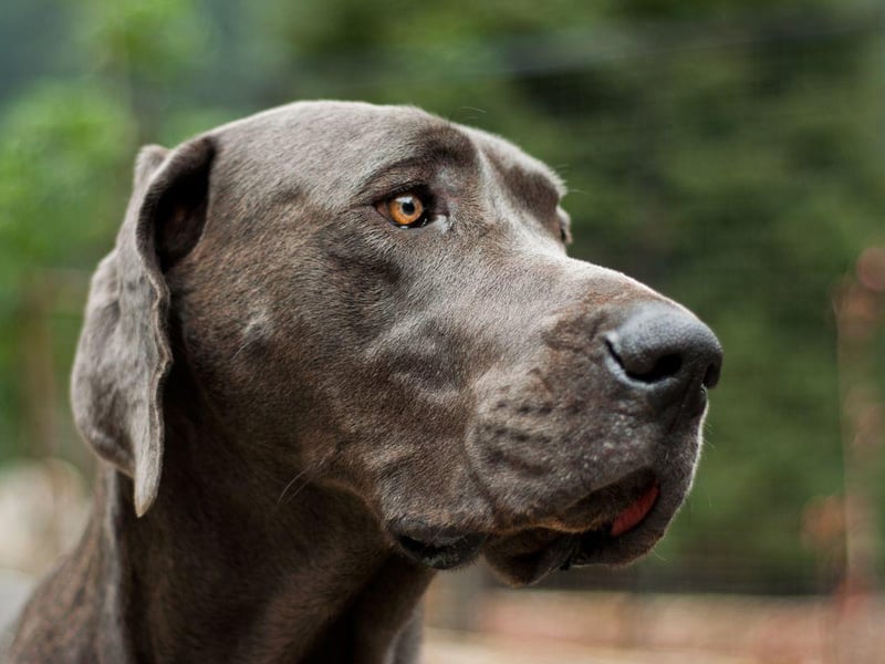 If your Great Dane appears to be having trouble with its eyes, it could be a hereditary condition called 'entropion' that causes the dog's eyelashes to drag across the surface of the eye causing pain and irritation.
